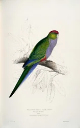 Purpureicephalus spurius